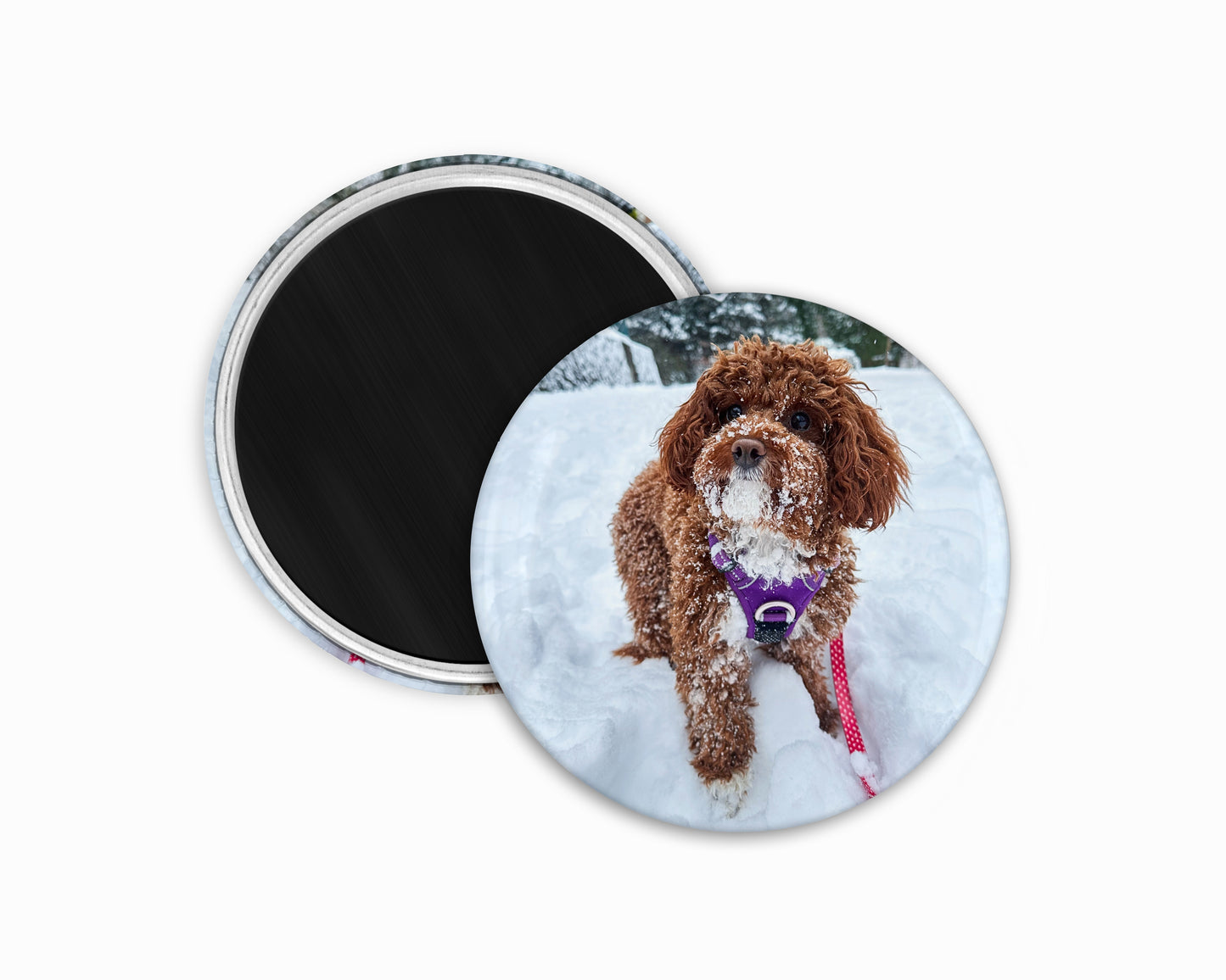 Sample custom 2.25 inch round photo magnet of a cute mini poodle in the snow with a pink leash and purple puppy harness